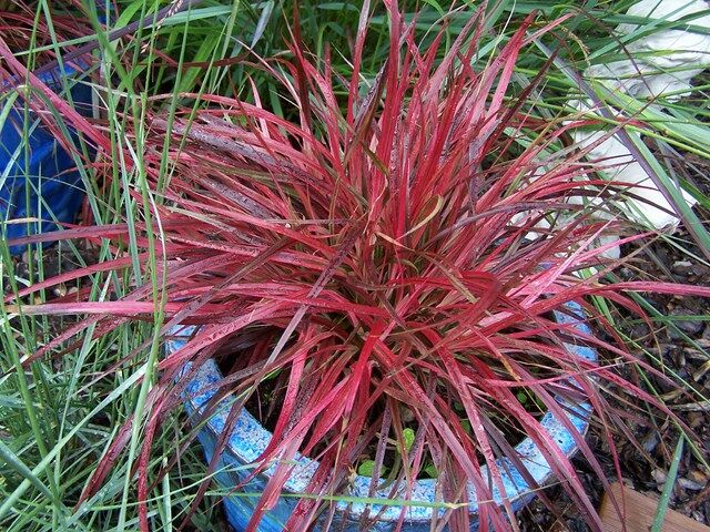 Uncinia rubra /P9 *K15w18