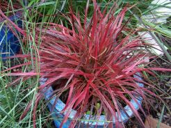Uncinia rubra /P9 *K15w18