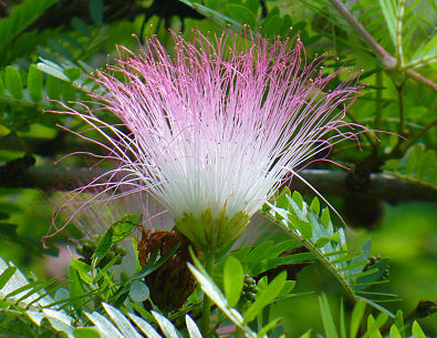 Kalliandra surinamska Calliandra surinamensis C2/20-30cm *K10