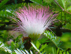 Kalliandra surinamska Calliandra surinamensis C2/20-30cm *K15