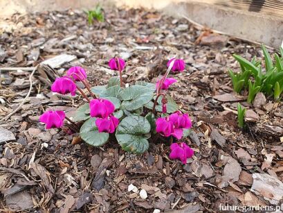 Cyklamen dyskowaty RUBRUM Cyclamen coum /P9 *K10