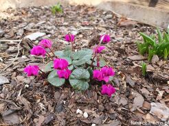 Cyklamen dyskowaty RUBRUM Cyclamen coum /P9 *K25