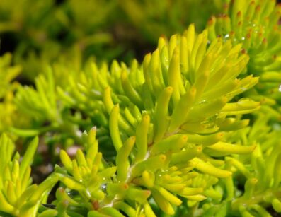 Rozchodnik nicejski AUREUM Sedum sediforme /P9 *K16