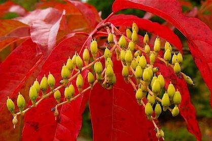 Kwaśnodrzew konwaliowy Oxydendrum arboreum C2/100cm *K15w14