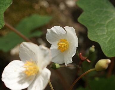 Eomecon caerulea