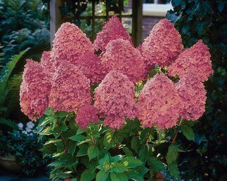 Hortensja wiechowata MAGICAL FIRE® Hydrangea paniculata syn.Bokraplume /C2 *K17