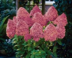 Hortensja wiechowata MAGICAL FIRE® Hydrangea paniculata syn.Bokraplume /C2 *K17