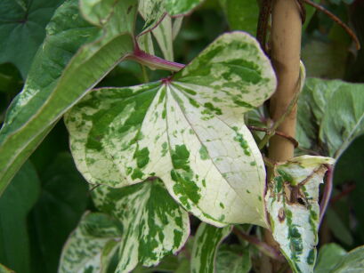 Pochrzyn chiński 'VARIEGATA'  Dioscorea batatus /C2