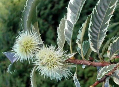 Kasztan jadalny VARIEGATA Castanea sativa C10/1,2m