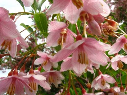 Styrak japoński PINK BELLS  Styrax japonica 