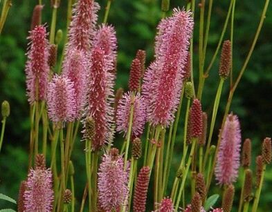 Krwiściąg lekarski BLACKTHORN Sanguisorba officinalis /C5 *7F