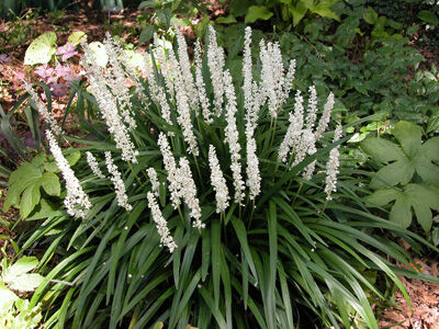 Liriope szafirkowata odm. MUNROE WHITE Liriope muscari