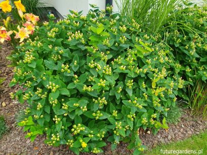 Dziurawiec ORANGE FLAIR Hypericum C3/30cm *K8