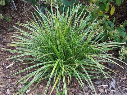 Carex morrowii ICE DANCE Turzyca Morrowa /C2 *T66