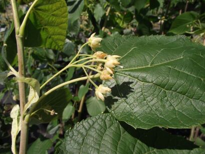 Lipa Maksymowicza Tilia maximowicziana C10/1,6-1,8m *K15