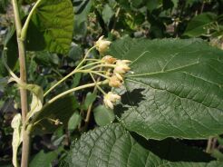 Lipa Maksymowicza Tilia maximowicziana C10/1,6-1,8m *K20