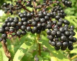 Bez czarny AUREA Sambucus nigra C5/60-80cm *K17