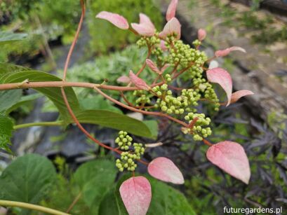 Przywarka japońska ROSEUM Schizophragma hydrangeoides C2/80cm *K17