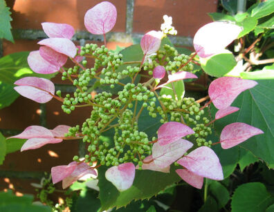 Przywarka japońska ROSEUM Schizophragma hydrangeoides C2/20-30cm *T27