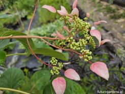 Przywarka japońska ROSEUM Schizophragma hydrangeoides C2/80cm *K17