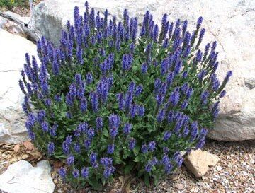 Szałwia karłowa SALUTE DEEP BLUE Salvia nemorosa /C2 *7F