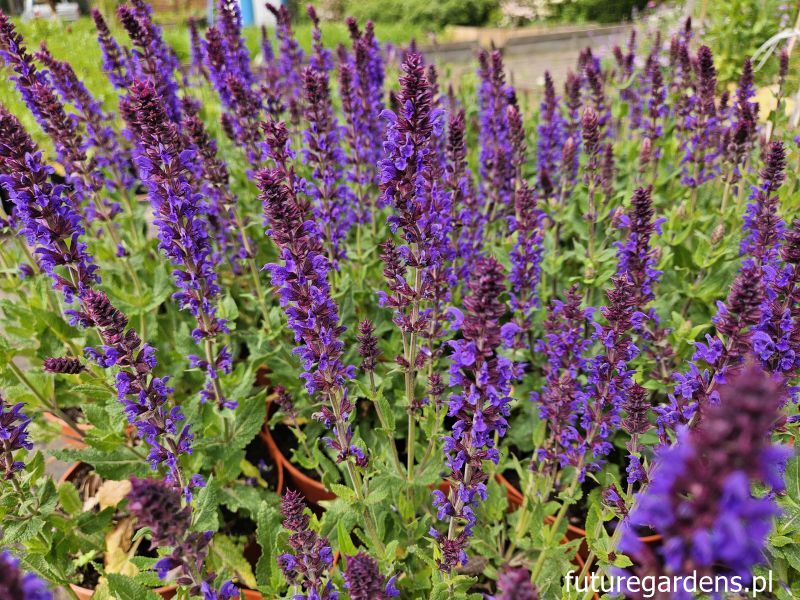 Szałwia karłowa SALUTE DEEP BLUE Salvia nemorosa /C2 *K3