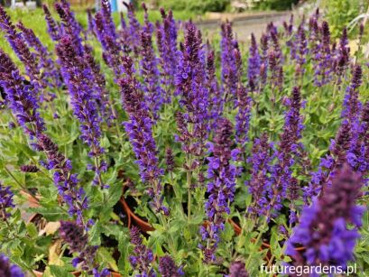 Szałwia karłowa SALUTE DEEP BLUE Salvia nemorosa /C2 *K3