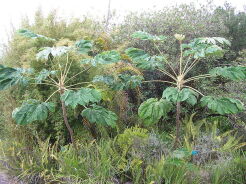 Drzewo papierowe Tetrapanax papyrifer C3/10-20cm