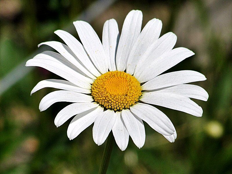 Złocień wielki ALASKA Chryzanthemum max. Leucanthemum /C2 *K3