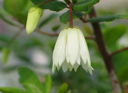 Crinodendron hookerianum ALF ROBBINS C3(C7,5)/80-100cm *T68