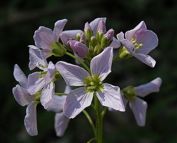 Rzeżucha łąkowa Cardamine pratensis /P9 *K7