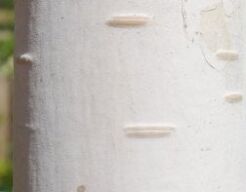 Brzoza pożyteczna MOONBEAM Betula utilis C3/100-120cm *6