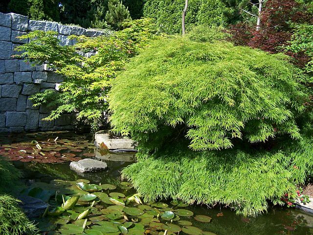 Klon palmowy DISSECTUM Acer palmatum C3/60cm *T35