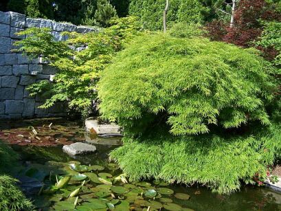 Klon palmowy DISSECTUM Acer palmatum C3/60cm *T35