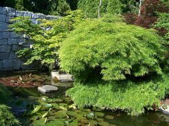 Klon palmowy DISSECTUM Acer palmatum C3/60cm *K12