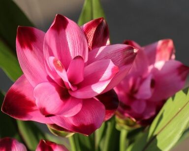 Kurkuma in.Ostryż Curcuma longata /P12 *K15