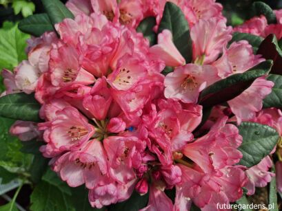 Rhododendron neriiflorum WINE and ROSES® C3/30-40cm *K15w13
