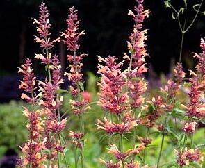 Kłosowiec KOLIBRI  Agastache hybride 'Kolibri'