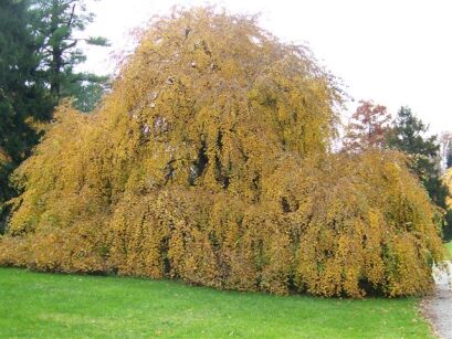 Grujecznik japoński PENDULUM Cercidyphyllum japonicum - misaC4/1,2-1,4m *K8