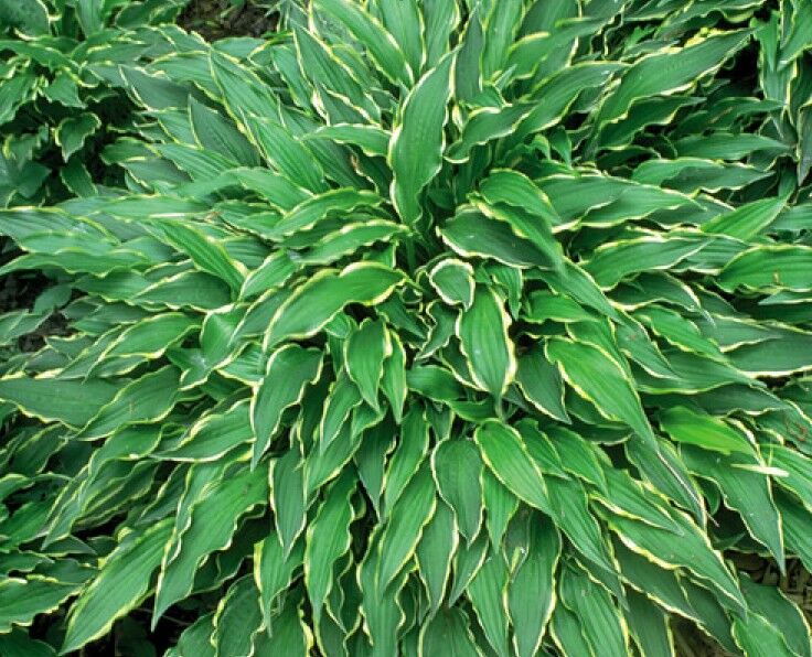 Hosta STILETTO Funkia /C2 *K7