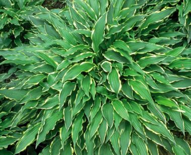 Hosta STILETTO Funkia /C2 *K7