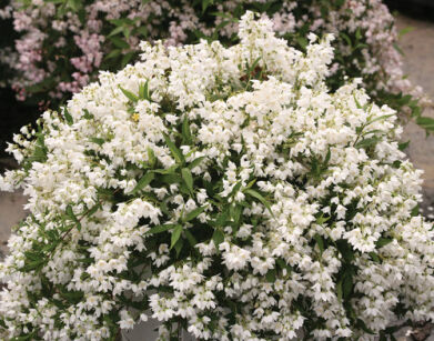 Żylistek karłowy YUKI SNOWFLAKE Deutzia C3/30cm *K14