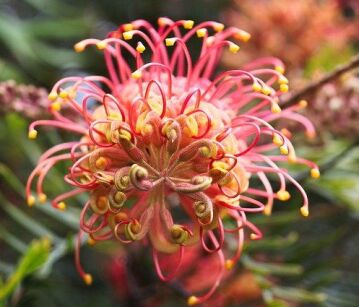 Grevillea juniperina 'Pink Pearl' G.CANBERRA GEM C2/30cm 