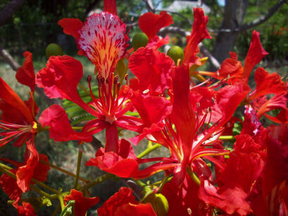 Płomień Afryki Delonix regia Ogniste drzewo - nasiona 3szt.