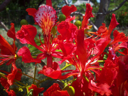 Płomień Afryki Delonix regia Ogniste drzewo - nasiona 3szt.