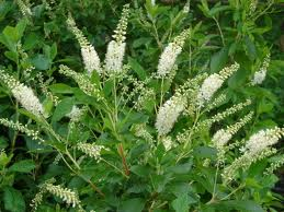 Orszelina olcholistna SEPTEMBER BEAUTY Hummingbird Clethra alnifolia C2/60-80cm *K20