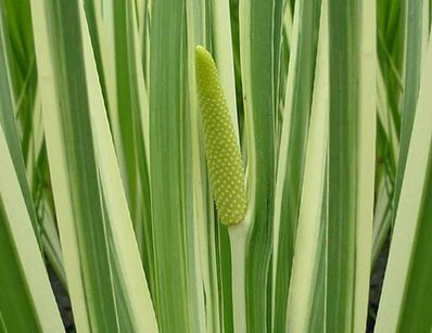 Tatarak zwyczajny VARIEGATUS  Acorus calamus /C7,5