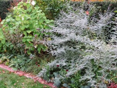 Jeżyna tybetańska SILVER FERN  Rubus thibetanus C2/80cm *K11