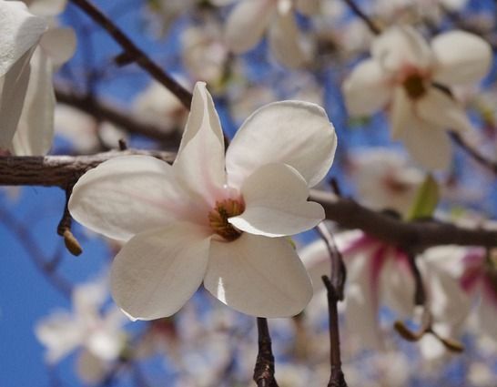 Magnolia japońska NORMAN GOLD C5(12,5)/1,2-1,4m *TL