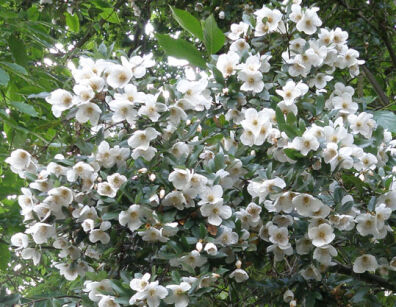 Eucryphia Moorei C2/40cm